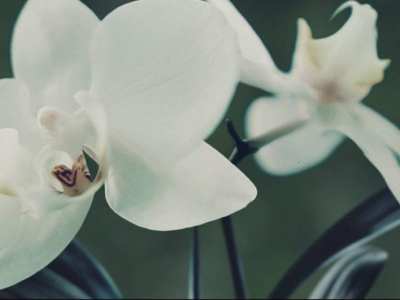 Pollen – Mindfield Games’ Entry Into Virtual Reality