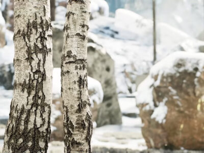 Intel Xess Demo Dlss Competitor Gpu Graphics Cards