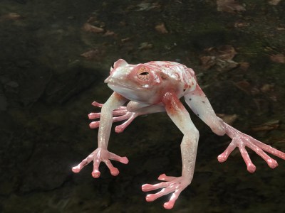 Baldurs Gate 3 Addled Frog Featured