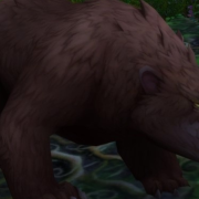 Elder Ashvale Bear