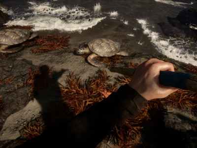 Sons Of The Fores Turtles