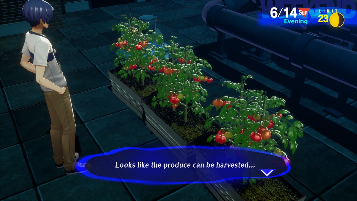 Persona 3 Reload: все семена для садоводства и где их взять